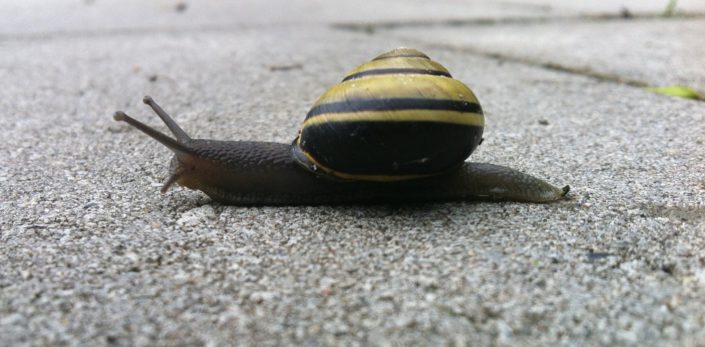 Dieren